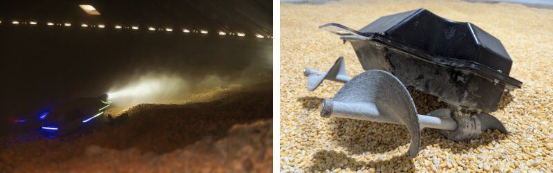 See the Grain Weevil in action 